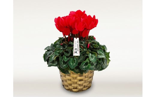 R4-107　星野愉司さんの真紅のシクラメン「赤城」（ギフト用バスケット付き）５号鉢