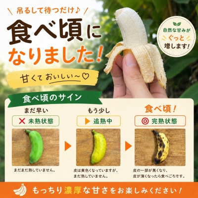 【栽培期間中農薬不使用】吊るして追熟!飾れる沖縄アップルバナナ2kg【1640917】