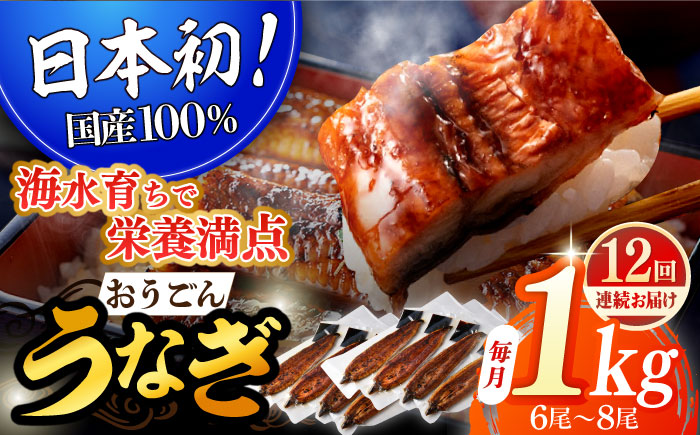 【全12回定期便】【着日指定 可能】【日本初！海水で養殖】長崎県産おうごん うなぎ 松セット 約1kg（6尾〜8尾） 平戸市 / 松永水産 うなぎ 鰻 ウナギ 土用丑の日 九州産 蒲焼 かばやき [K