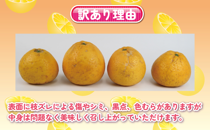 訳あり 河内晩柑 約 5kg くり房 晩柑 かわちばんかん 和製 グレープフルーツ 訳アリ 訳あり品 愛媛みかん 愛媛蜜柑 愛媛県産みかん 蜜柑 みかん mikan 爽やか さっぱり フレッシュ 果物
