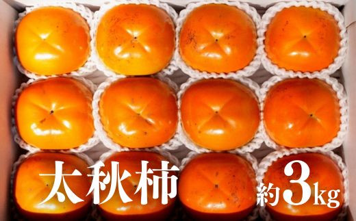 No.2859 太秋柿　約3kg【2026年発送　先行予約】