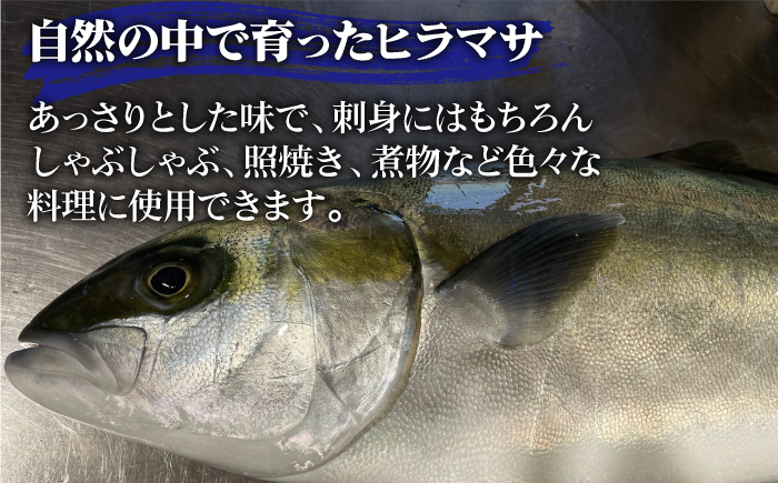 【鮮度抜群！しっかり歯ごたえが美味い！】 ヒラス （ヒラマサ） アラ付き 養殖 下処理済 真空パック 刺身 ブロック（1.6kg以上） 魚介類 鮮魚 【ひまわり】 [RBK004]