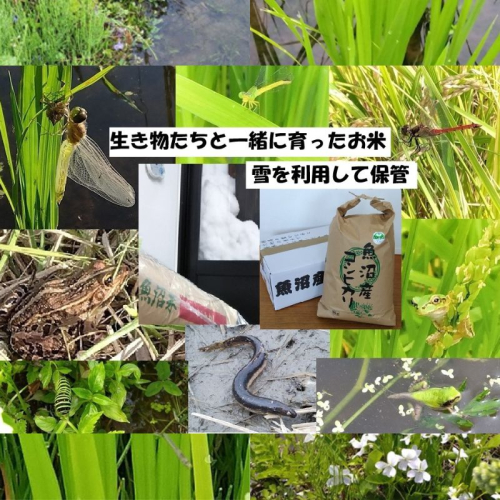 【魚沼ブランド】令和8年産 精米10kg【農薬化学肥料栽培期間中不使用・生態系保全・再生可能エネルギー・エコファーマー・生産工程管理】魚沼産コシヒカリ