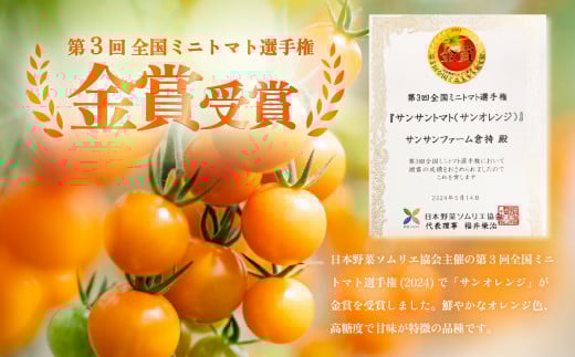 【先行受付】ミニトマト 食べ比べセット 1kg 12月発送 ミニトマト選手権「金賞」農家がつくる【 10種以上 国産 旬 フルーツトマト 高糖度 カラフル 10000円以下 】