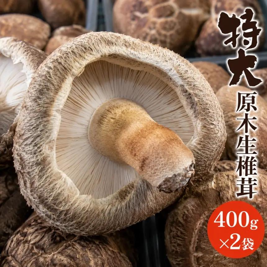 特大 原木生椎茸 400g×2 | きのこ しいたけ 原木栽培 生しいたけ どんこ 大分県産 九州産 国産 大分県 中津市