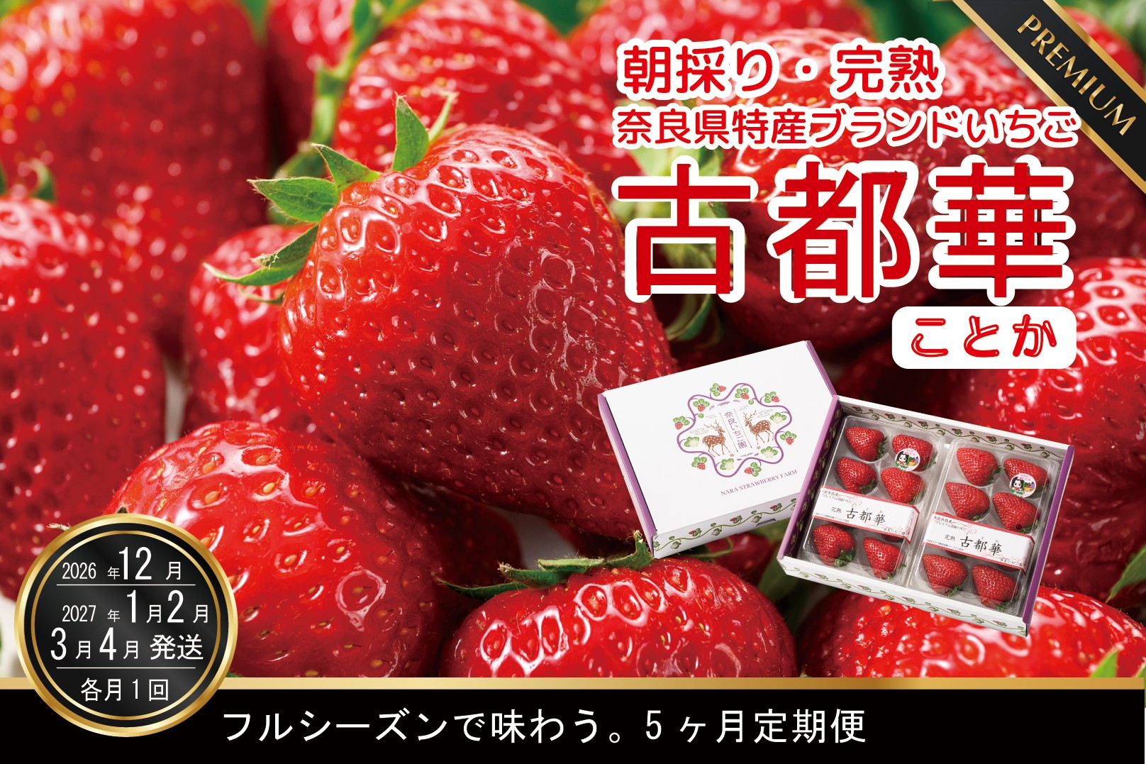 
                  【12月27日決済完了分まで年内発送】定期便 先行予約 数量限定 古都華 【12・1・2・3・4月発送5ヶ月定期便】奈良県特産 高級ブランドいちご「古都華」旬の５ヶ月定期便 // いちご イチゴ 古都華 フルーツ 果物 旬 限定  ブランド 定期便  朝採り 完熟 いちご ことか イチゴ 先行予約 贈答用 ギフト 化粧箱 / 12月28日以降に決済完了の方は1月～4月の間に5回発送となります
                