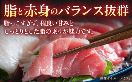 【全12回定期便】【訳あり】天然 まぐろ 中トロ メバチ （約450〜500g（2柵入り）） 【横須賀商工会議所 おもてなしギフト事務局（本まぐろ直売所）】[AKAK093]