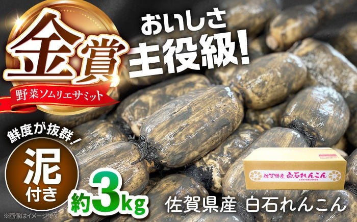 
            【R8年1月以降発送】【金賞受賞！】松尾青果のこだわり白石れんこん 約3kg  佐賀県 白石 [IBD014]
          