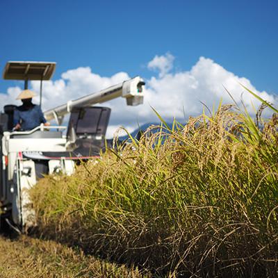 ふるさと納税 南魚沼市 【毎月定期便】南魚沼産こしひかり 精米 10kg(5kg×2袋) 全6回 |  | 02
