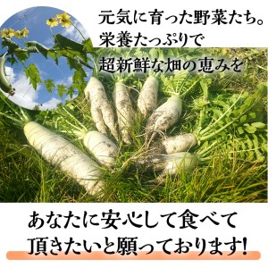 【12回定期便】 ＜アスカ有機農園＞旬の京野菜セットS定期便＊毎月お届け全12回定期便≪野菜定期便 ふるさと納税野菜定期便 野菜詰め合わせ 野菜セット 野菜定期便 厳選野菜 旬野菜定期便 京都府亀岡市