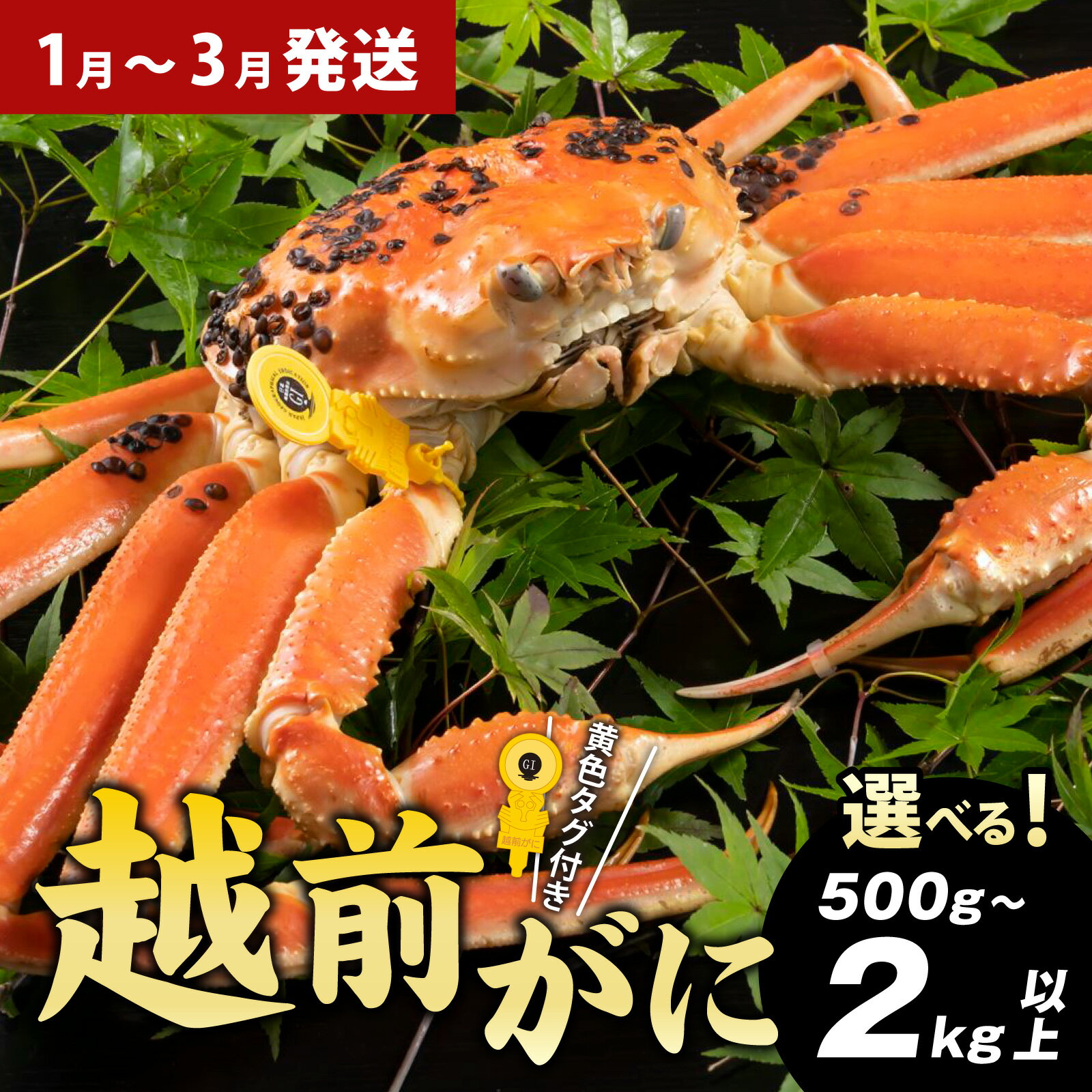【ふるさと納税】【先行予約】越前がに （約500g～2kg以上）【選べる配送月・大きさ・個数】【2026年1月～3月発送予定】【訳あり】 / 雄 ズワイガニ ずわいがに ズワイ蟹 越前ガニ ボイル 冷蔵 ご自宅用 カニ 海鮮 カニすき カニ鍋 カニしゃぶ かに 国産 南越前町 送料無料