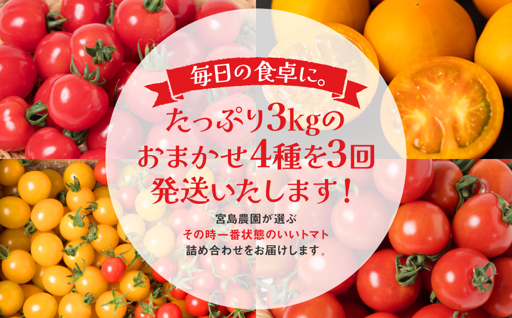 【先行予約】 【定期便3回】おまかせトマト4種 3kg×3回 計9kg 八代市産 宮島農園 ミニトマト トマト とまと 農産物 野菜 セット 詰め合わせ 定期便 熊本県 八代市 【2025年12月上旬より順次発送】
