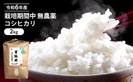 令和6年産 栽培期間中 無農薬 コシヒカリ 2kg 玄米