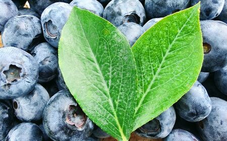 茂木町産 冷凍ブルーベリー 1kg | ブルーベリー ブルーベリー ブルーベリー ブルーベリー ブルーベリー