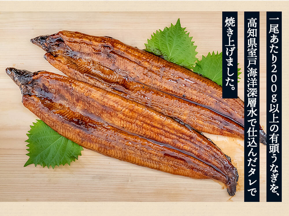 
            うなぎ 鰻 蒲焼 約 200g × 10尾 セット 高知県 産 蒲焼き 高知 須崎市 ウナギ 
          