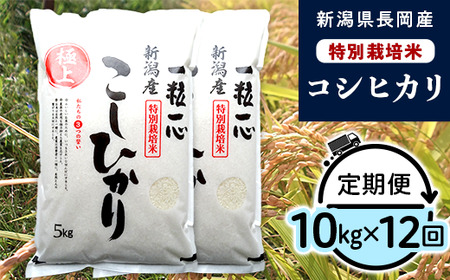 48-7N10Z【12ヶ月連続お届け】新潟県長岡産特別栽培米コシヒカリ10kg
