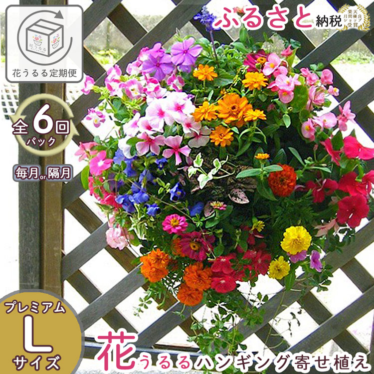 A059 「花うるるのハンギング寄せ植え定期便～プレミアムコース」【全6回】（半年～1年間お届け）