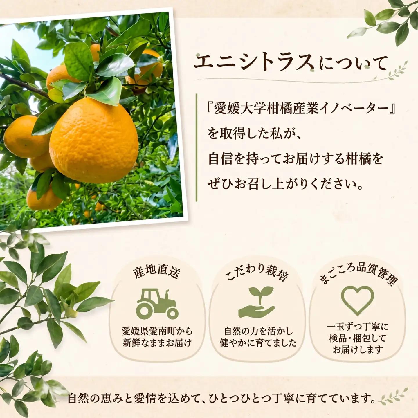 【先行予約】 訳あり 愛南ゴールド 約10kg＋傷み保障約1kg 合計約11kg 河内晩柑 柑橘 フルーツ 果物 みかん 家庭用 傷 不揃い 農園直送 愛媛県 愛南町 エニシトラス 発送期間：2027