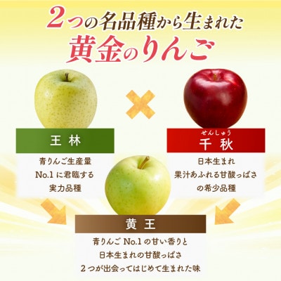 【9月発送予定】平均糖度12度以上! 黄王(きおう) 約5kg おもてなし用 クール便【配送不可地域：離島・沖縄県】