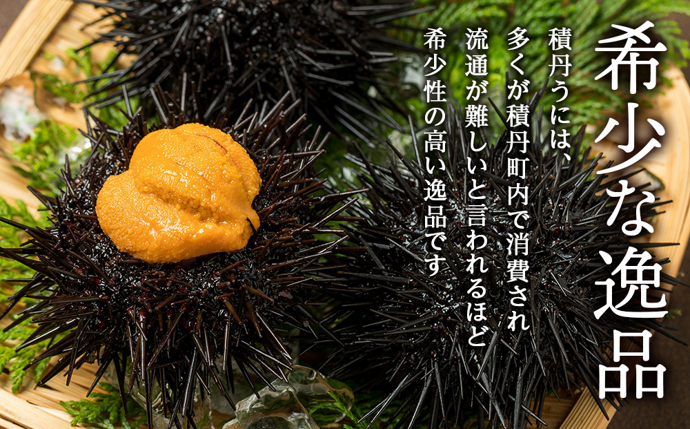 【 2025年 夏発送分】 間も無く！今シーズン出荷終了！ 数量限定 ！積丹産 塩水生うに2パック 海鮮 ウニ 雲丹 塩水 【 三上商店 】