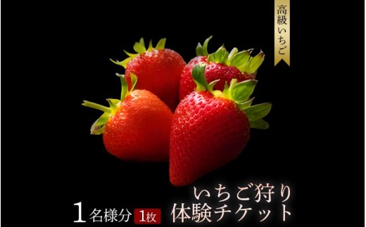 【体験】いちご狩り体験チケット ( 1名様分) maato001A