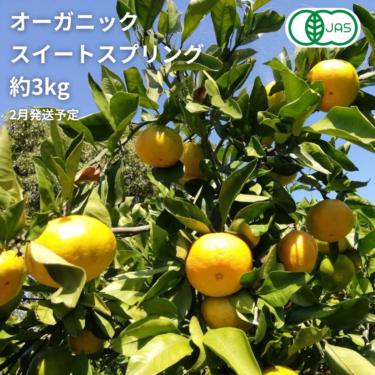 【ふるさと納税】2月頃発送予定 中原観光農園 オーガニックスイートスプリング 約3kg 広島県 大崎上島町 瀬戸内 離島 国産 有機JAS認証 有機栽培 柑橘 果物 フルーツ ギフト 送料無料 産地直送