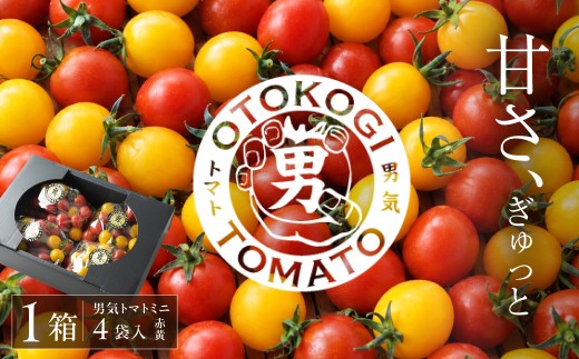 【先行予約】【限定30】男気トマトミニ 1箱 1kg 250kg×4袋 化粧箱入り | ミニトマト トマト プチトマト とまと 野菜 有機肥料 濃厚 完熟 低農薬栽培 無かん水栽培 凝縮 産地直送 農家直送 メディア掲載 話題 テレビ 青空レストラン 日曜マイチョイス 家事ヤロウ ざわつく金曜日 受賞 大賞 人気 お取り寄せ ギフト 贈り物 手土産 数量限定 期間限定 手島農園 埼玉県 桶川市