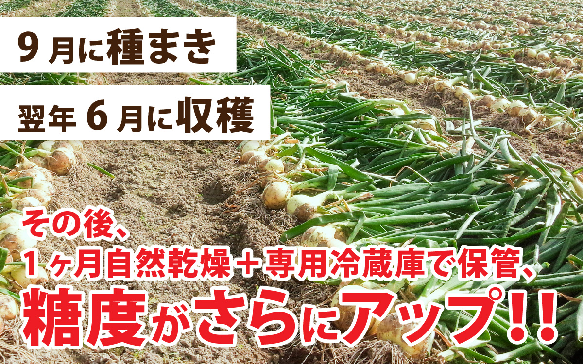 【 6月下旬より順次発送予定 】熟成フルーツ玉ねぎ8kg【サイズ色々】