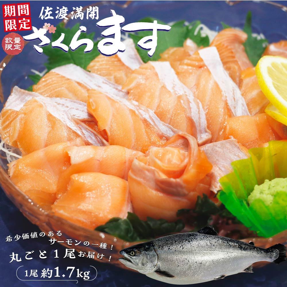 【先行予約2026年4月発送】【期間限定】佐渡満開さくらます　１尾まるごと発送！