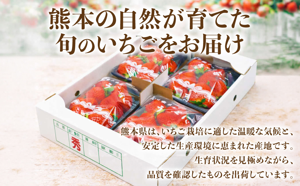 【先行予約】 いちご 約2kg（約250g×8パック） イチゴ 苺 果物 くだもの フルーツ 旬 ジャム スムージー スイーツ 熊本県 八代市 【2027年1月上旬より順次発送】