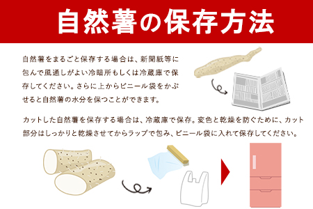 先行予約 自然薯 セット《11月下旬‐1月上旬頃出荷》 水車の里フルーツトピア 岡山県 矢掛町 自然薯　野菜 自然生 山芋