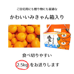 【先行予約】【2025年12月下旬頃発送】はれひめ 約2.5kg みきゃん箱入 愛媛県産 柑橘 みかん 贈答 可愛い 愛媛県 松山市【SSK009】