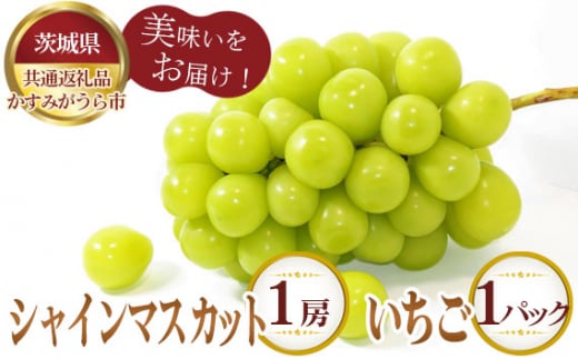 【先行予約】シャインマスカット1房といちごDX1パック【茨城県共通返礼品 かすみがうら市】 ／ 旬 新鮮 苺 イチゴ 葡萄 ブドウ 果物 フルーツ 茨城県 特産品 No.348