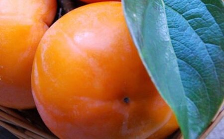 【2026年秋・発送分！】［厳選・産直］和歌山産の富有柿約2kg（化粧箱入り）（2L～4Lサイズ）★22026年11月上旬頃より順次発送【tec406B】