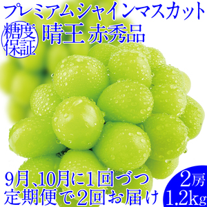 2026年先行予約【2回定期便】 プレミアムシャインマスカット晴王 2房約1.2kg 人気 岡山県産 赤秀品 種無し 皮ごと食べる みずみずしい9月10月お届け ハレノフルーツ