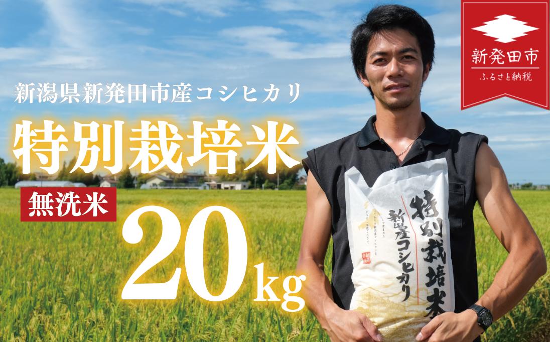 先行予約 コシヒカリ 無洗米 20kg 令和7年産 特別栽培米 こしひかり 米 お米 こめ 新潟米 新潟県産 新潟産 新潟 新潟県 新発田産 新発田 新発田市 斗伸 toushin025