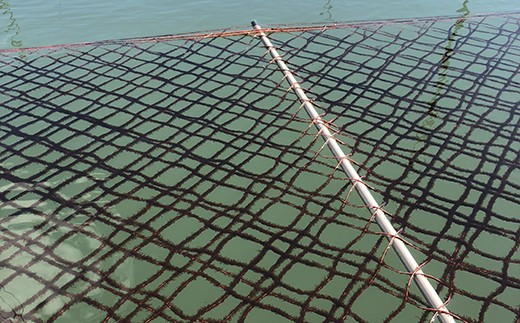 パリパリの【佐賀海苔】をお届けします_