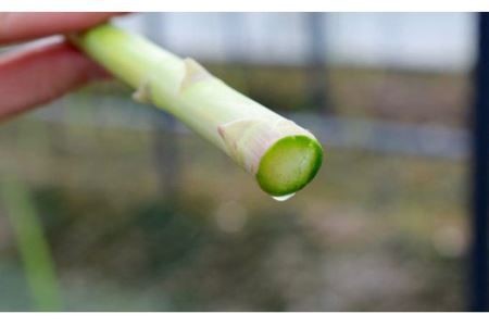 【先行受付 令和8年3月より発送】朝採りアスパラ定期便1kg×4回 【アスパラ アスパラガス グリーンアスパラガス モデル バーベキュー BBQ こだわり 採れたて 野菜 】(H013108)