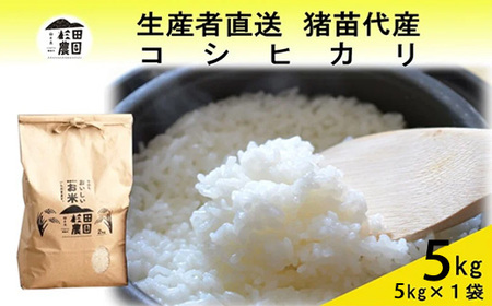 【令和7年度産】 米 コシヒカリ 5kg 白米 精米 ※沖縄・離島への配送不可