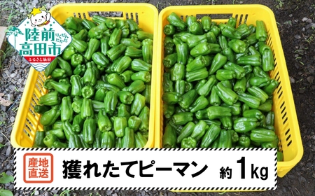 苦みの少ない獲れたて新鮮ピーマン 約1kg 【 産地直送 料理 野菜 岩手県 陸前高田市 Farm Koganeyama 】 RT2759