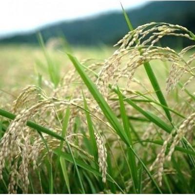 ふるさと納税 与謝野町 【毎月定期便】京都丹後産コシヒカリ 精米5kg 栽培期間中農薬を減らして育てたお米 農家直送全3回 |  | 01