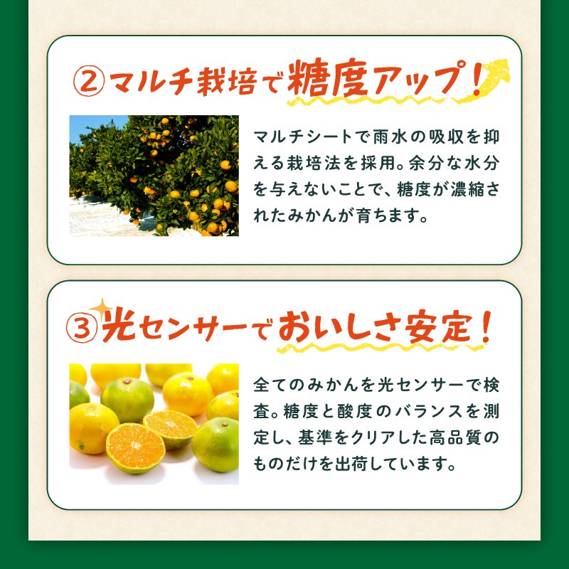 【2026年発送 先行予約品】