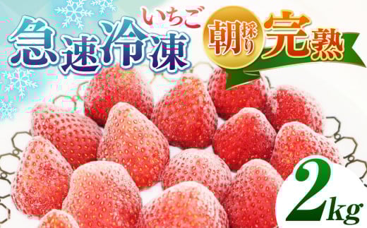 完熟・急速冷凍いちご 2kg | 苺 いちご イチゴ 果物 フルーツ ふるーつ 冷凍 いちご れいとう イチゴ 果実 果汁 冷凍 冷凍食品 冷凍いちご 朝採り 完熟 新鮮 スムージー オススメ 千葉県 君津市 きみつ