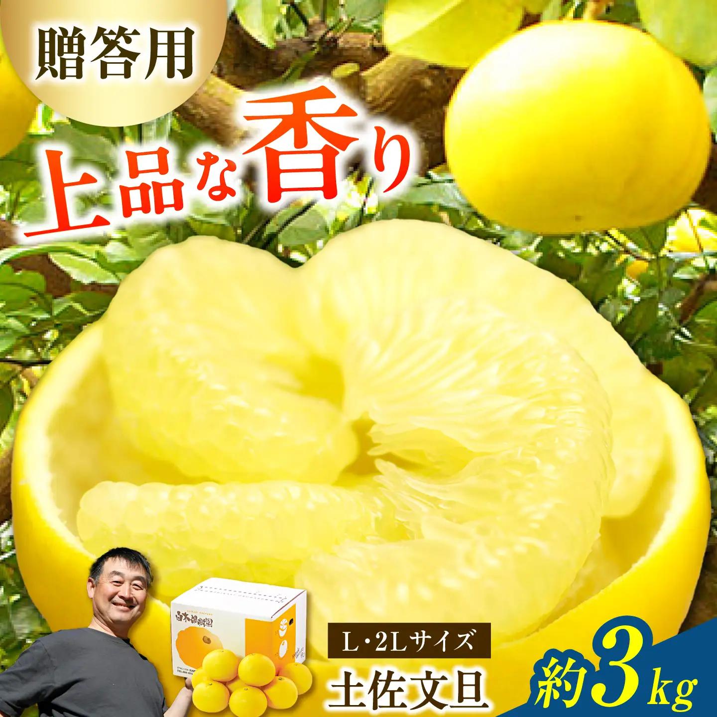 【先行予約】【果樹園直送】土佐文旦 特選品贈答用 約3kg Lから2Lサイズ 6から7個入り〈2027年2月中旬から3月中旬頃発送〉高知県 土佐市【白木果樹園】 [BQAI005]