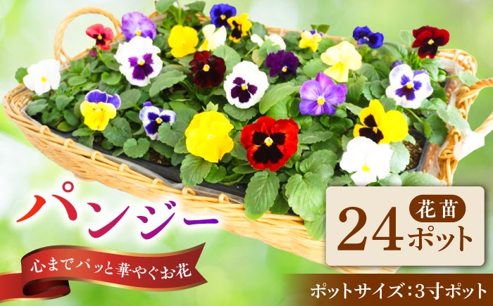 
                  【10月末より順次発送】 生産者直送！ パンジー 花苗 24ポットセット / 瑞浪市 中山園芸 苗 花 お花 生花 フラワー ガーデニング [AZDC009]
                