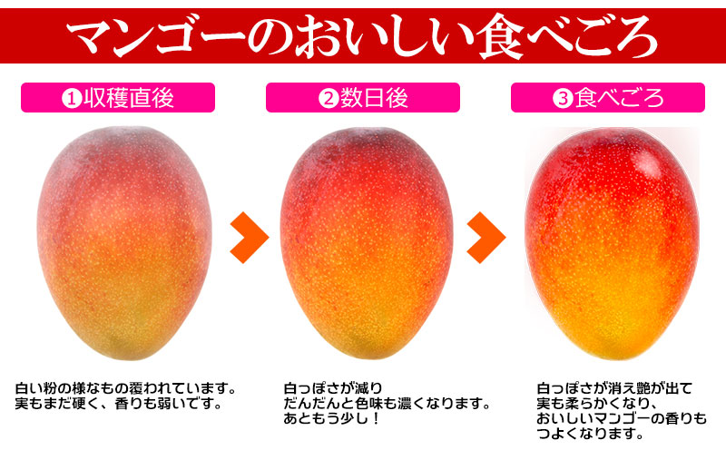 2025年発送【きなマンゴー園】アップルマンゴー　家庭用2kg以上 先行予約 完熟 マンゴー アップル 南国 沖縄 フルーツ くだもの 果物 果実 先行予約 産地直送 贅沢 濃厚 スイーツ デザート 