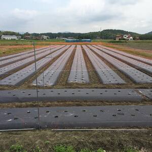 【予約商品】アグリ・アライアンス　土にこだわって育てました！皮まで柔らかくトロッととろけるナス 4kg【配送時期：7月上旬～9月下旬】