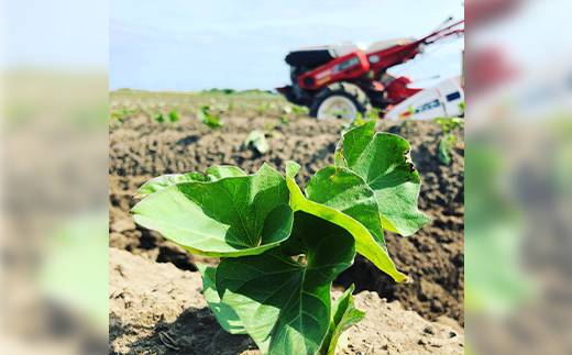 新物 茨城県産 干し芋 1kg (1kg×1袋) 小分け で便利! おやつ ・ デザート にどうぞ【1354338】