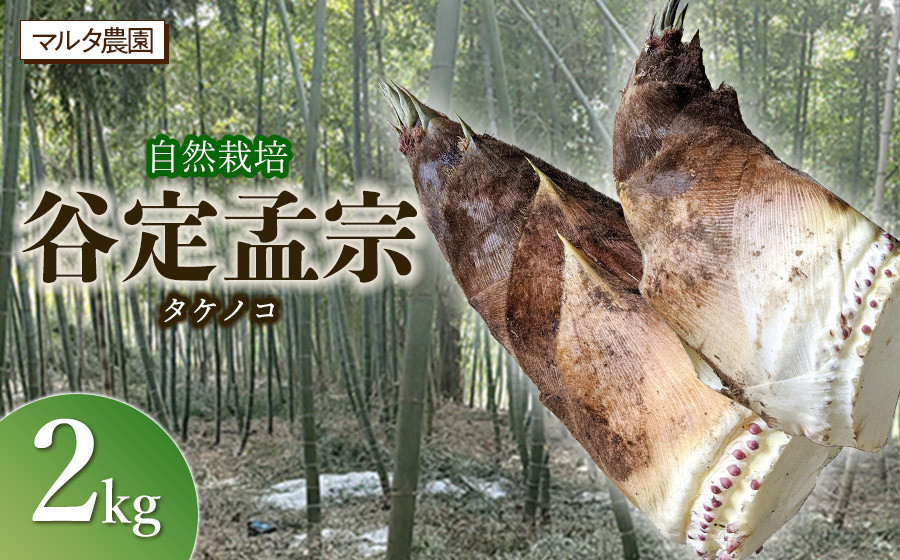 
                  【令和8年産 先行予約】自然栽培 谷定孟宗（タケノコ）2kg　マルタ農園　筍 竹の子
                