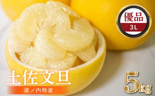 【早期予約開始 2027年2月頃より順次発送】 文旦 土佐文旦 5kg 3L サイズ 優品 贈答 果物 フルーツ 文旦 ぶんたん ブンタン 浦ノ内 みかん 蜜柑 柑橘 分担 旬 時期 数量限定 期間限定 予約開始 産地直送 美味しい おいしい 爽やか スイーツ おやつ デザート  皮 ピール 砂糖 漬け ビタミン ジューシー フレッシュ 新鮮 明神果樹園 高知県 須崎市